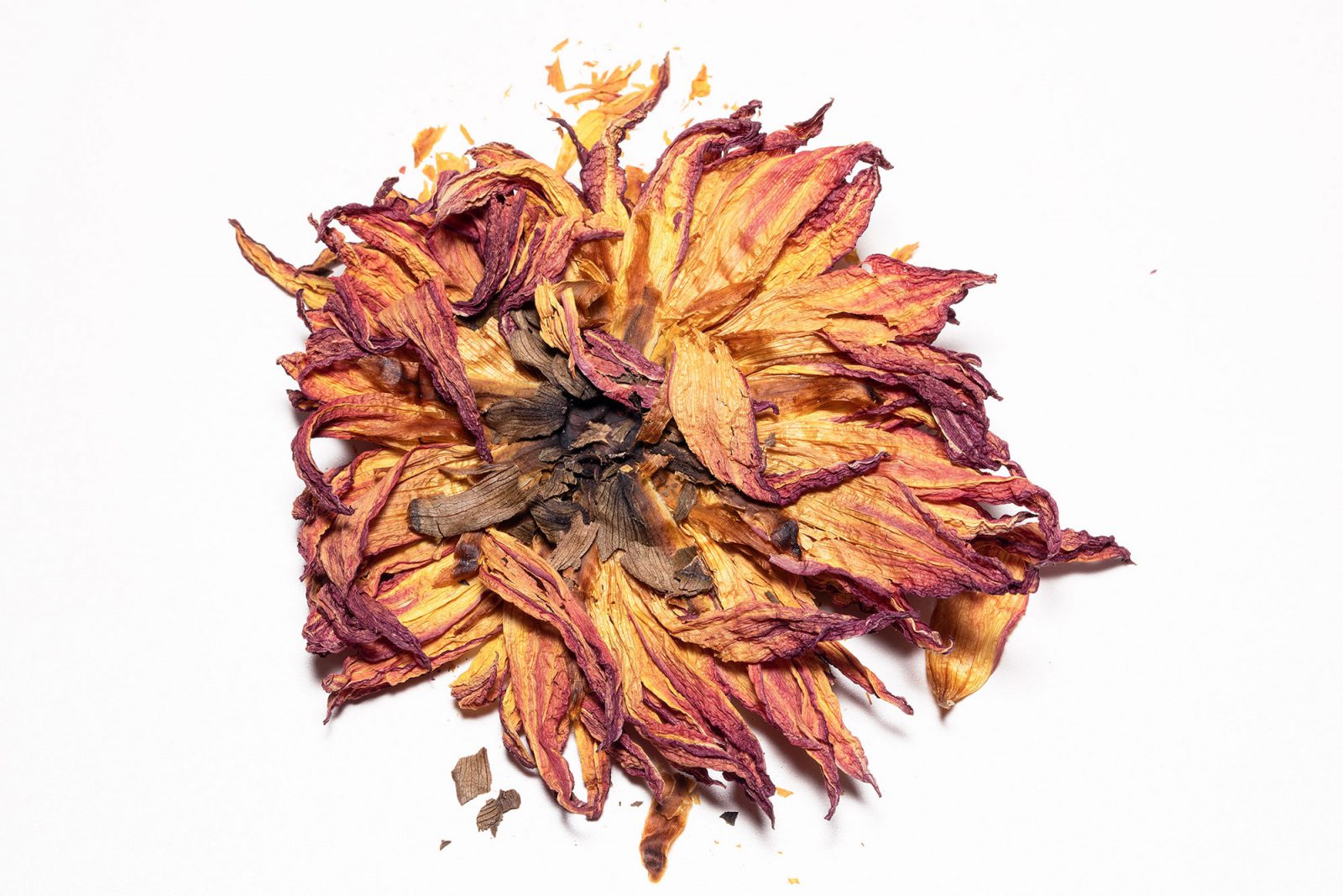 Luciano Fileti, Floral Destruction