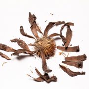Luciano Fileti, Floral Destruction