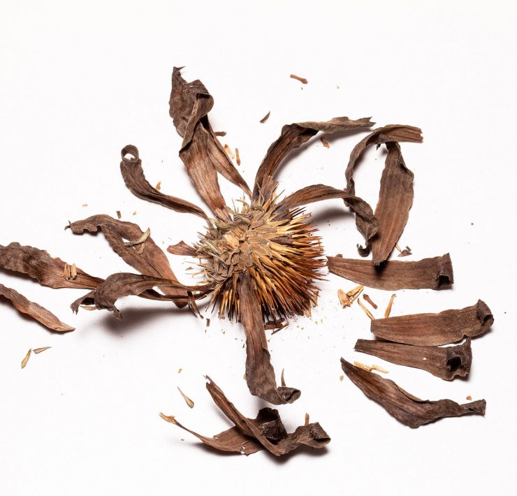 Luciano Fileti, Floral Destruction