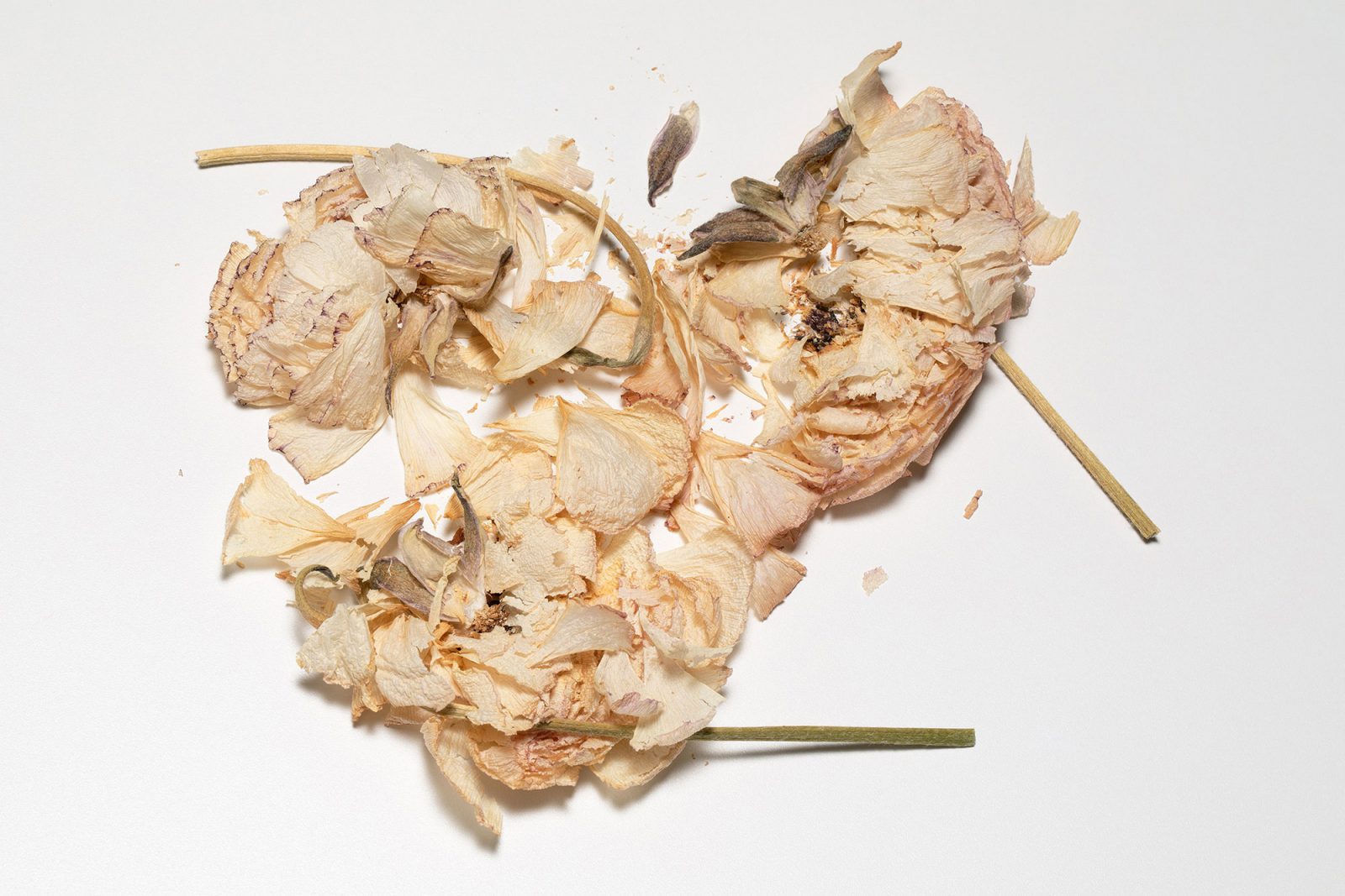 Luciano Fileti, Floral Destruction