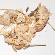Luciano Fileti, Floral Destruction