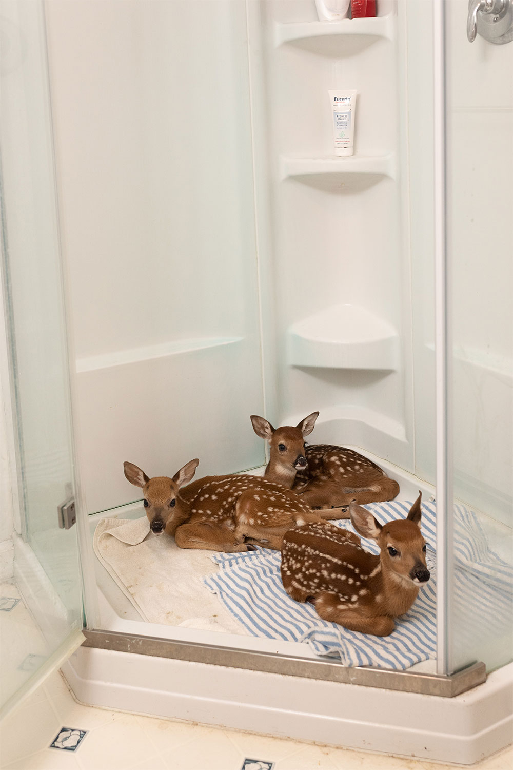 Linda Kuo, photo of wildlife.